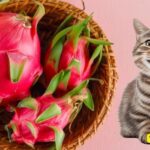 Are Dragon Fruit Plants Toxic to Cats