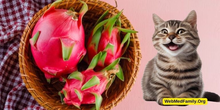 Are Dragon Fruit Plants Toxic to Cats