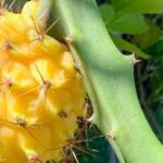 Yellow Dragon Fruit Nutrition Facts and Health Benefits