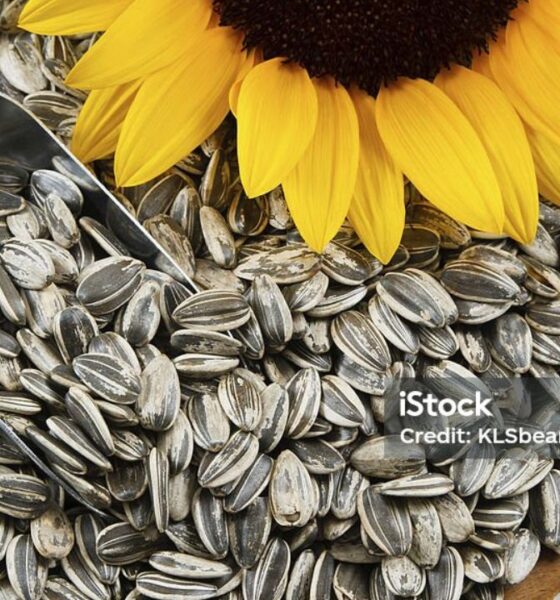 Benefits of Sunflower Seeds A Tiny Snack with Huge Health Power