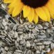 Benefits of Sunflower Seeds A Tiny Snack with Huge Health Power