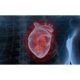 Heart Palpitation Symptoms, Causes, and Treatment