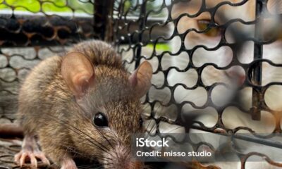 How to Catch a Mouse: Effective Methods for Dealing with Rodents