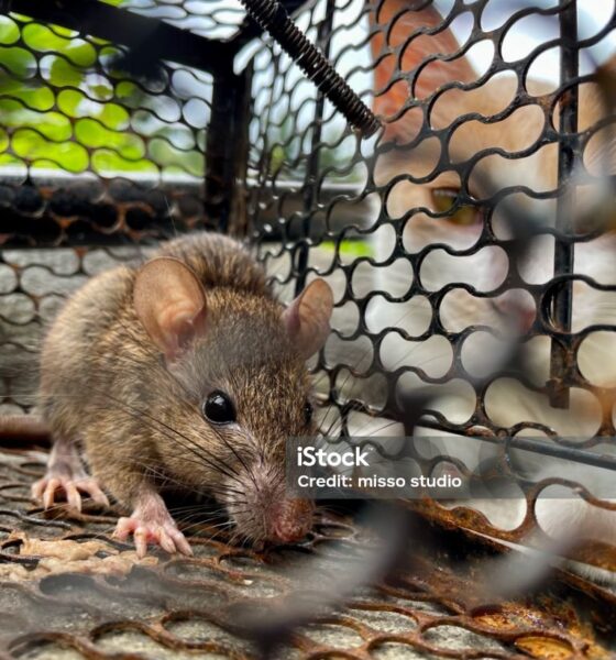 How to Catch a Mouse: Effective Methods for Dealing with Rodents