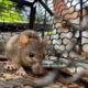 How to Catch a Mouse: Effective Methods for Dealing with Rodents