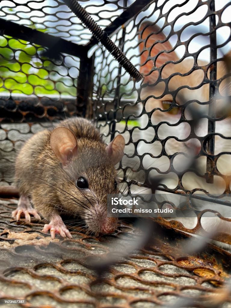How to Catch a Mouse: Effective Methods for Dealing with Rodents